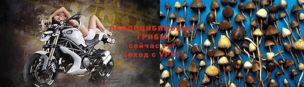 индика Новозыбков